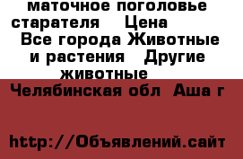 маточное поголовье старателя  › Цена ­ 2 300 - Все города Животные и растения » Другие животные   . Челябинская обл.,Аша г.